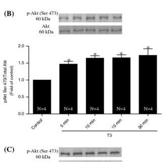 Akt protein expression evaluated by phosphorylation of Akt at Ser473 ...