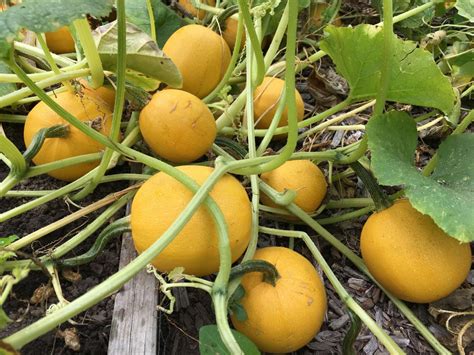 Growing Spaghetti Squash Hgtv