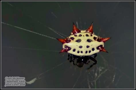 Spider Crab Orb Weaver Flickr Photo Sharing