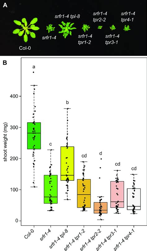 Loss Of Function Of Tpr Increases Stunting In Srfr A Morphological