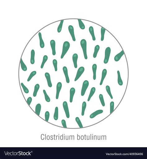 Clostridium Botulinum Pathogenic Bacteria Vector Image