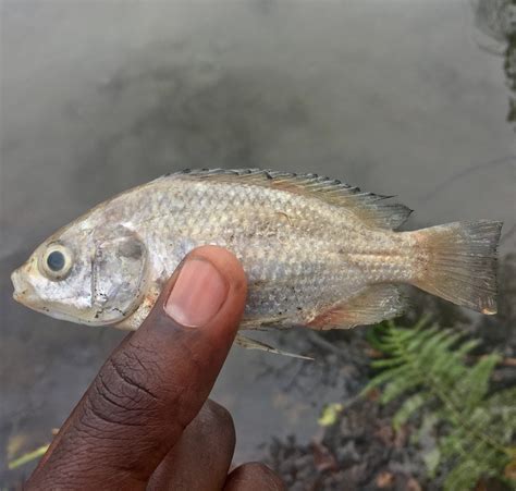 Oreochromis Esculentus