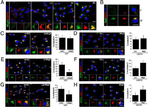 Mig 6 Promotes EGFR Localization Into Late Endosome And Lysosome