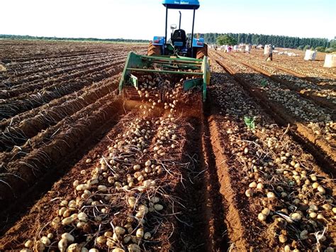 Batata como plantar e colher bons negócios Safra Viva