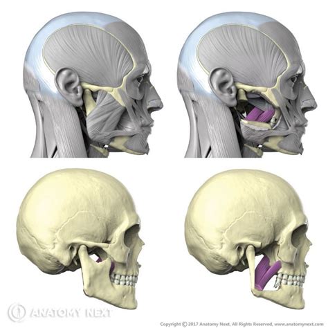 Medial pterygoid | Encyclopedia | Anatomy.app | Learn anatomy | 3D ...