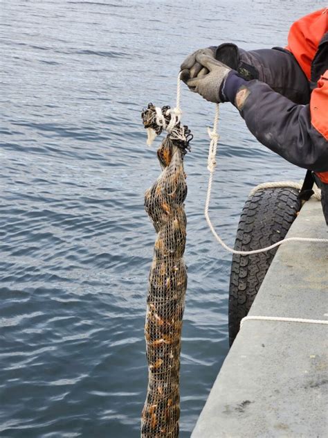 Pesca De Santa Cruz Articul Con Tierra Del Fuego Jornadas De