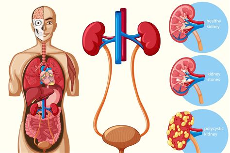 Urology Lapaz Community Hospital