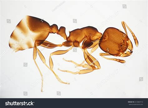 440 Ant Microscope Stock Photos, Images & Photography | Shutterstock