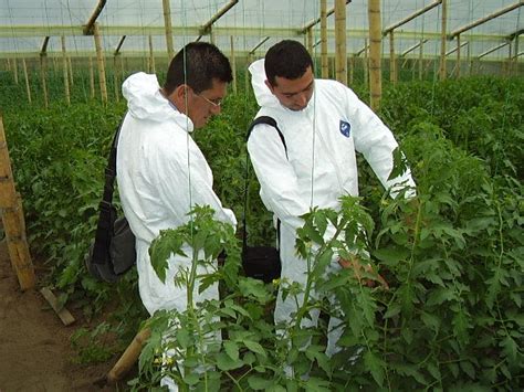 Buenas Practicas Agricolas Las Buenas Prácticas Agrícolas Bpa