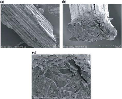 Sem Micrograph Of Fractured Surface Of Banana Fiber A Longitudinal