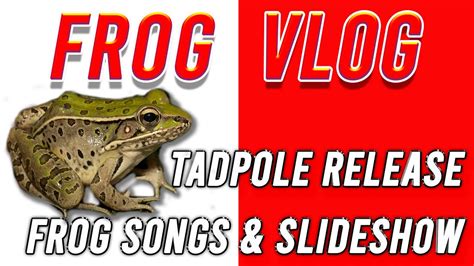 Frog Vlog Youtube