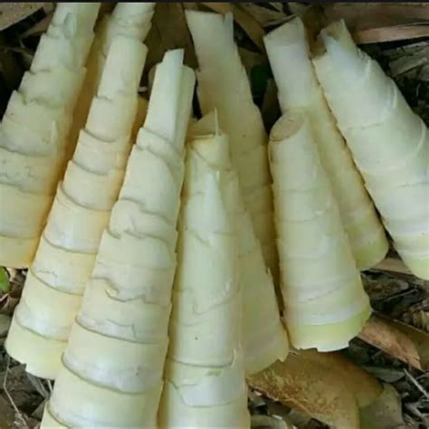 Rebung Sayur I Rebung Bambu Muda Bambu 500grm Lazada Indonesia