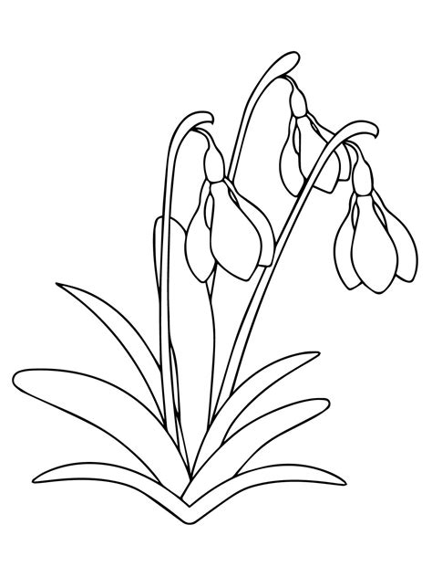 Crocus Coloring Pages