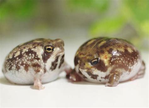 Desert Rain Frog 101: Physical Characteristics, Habitat, Behavior, and Conservation Status