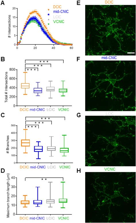 Iba1 Microglia Exhibit Morphological Differences Between Inferior