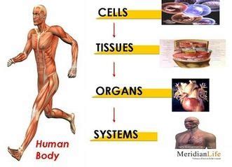 Cells, Tissues, Organs, Organ Systems Level Of Organisation, 44% OFF