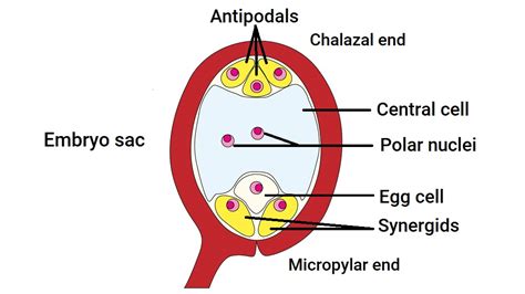 With A Neat Diagram Explain The 7 Celled 8 Nucleate Nature Of The Female Gametophyte