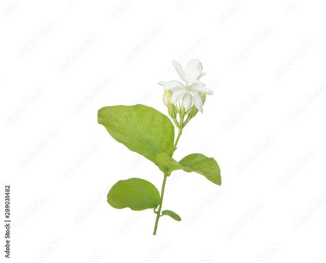 Beautiful Sampaguita Flowers Isolated On White Background Stock Photo