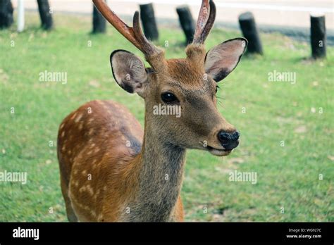 Nara Park Deer Stock Photo - Alamy