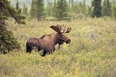 Royalty Free Moose Pictures Images And Stock Photos Istock