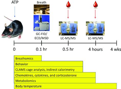 Study overview. Abbreviations: GC-gas chromatography, FID-flame ...