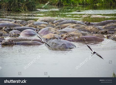 Group Hippos Relaxing Lake Ngorongoro Crater Stock Photo 1047505816