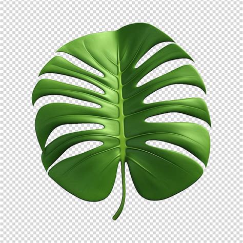 Folha Verde De Planta De Monstera Isolada Em Um Fundo Transparente Png