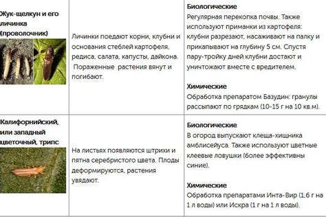 Собрали всех огородных вредителей в одной статье и рассказали, как с ...