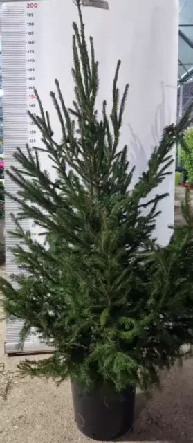 PIANTA DI ABETE ROSSO ALBERO DI NATALE IN VASO H 150 175 CM Foto Reale