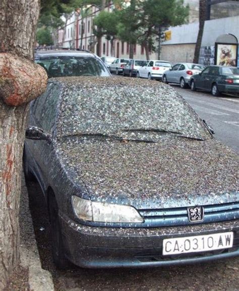 Bird Crap All Over Car Picture Ebaums World