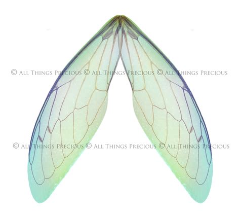 20 Png Digital FAIRY WING Overlays RESTING Set 1 Insect Wings