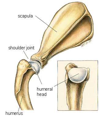 Shoulder Injuries in Agility Dogs | The Balanced Dog