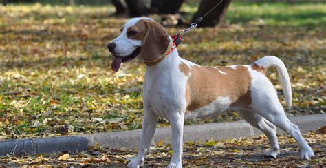 Beagle Breed Guide (Lifespan, Size & Characteristics)