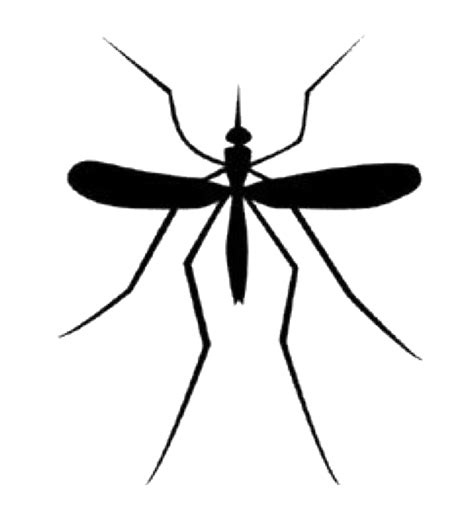 Download High Quality mosquito clipart transparent background ...