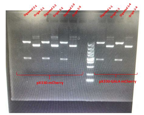 Team:SUSTC-Shenzhen/Notebook/CRISPR/Follow-up-for-verification-of ...