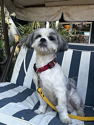 Lake Balboa CA Shih Tzu Meet Trinket A Pet For Adoption AdoptaPet