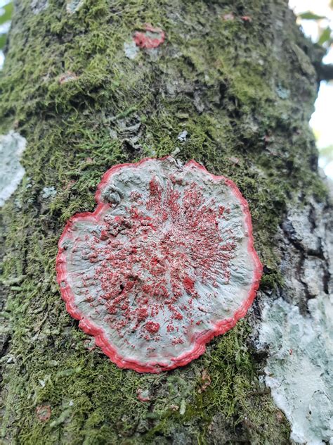 Super Bright Pink Spot On A Tree In Florida Rlichen