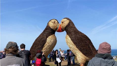 Puffins Galore Forty Two Giant Puffin Sculptures On Show BBC News