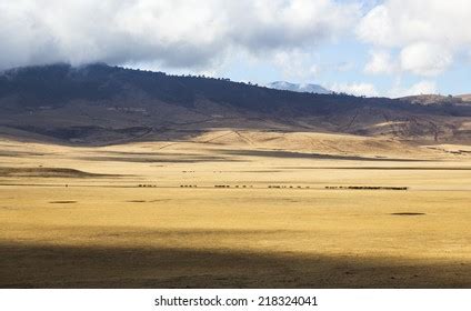 274 Cattle Maasai Herd Images, Stock Photos & Vectors | Shutterstock