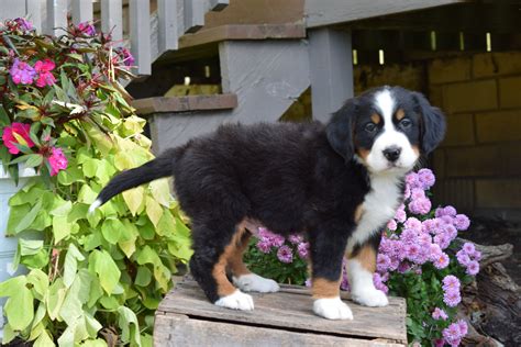 AKC Registered Bernese Mountain Puppy For Sale Millersburg Ohio Male G ...