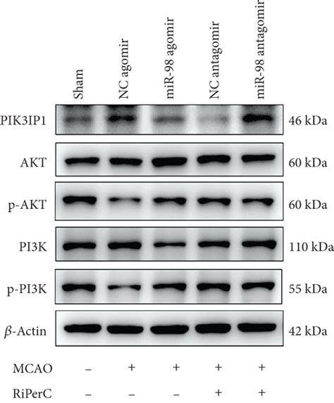 Pi K Akt Signaling Pathway Was Modulated By Mir Pik Ip Axis In