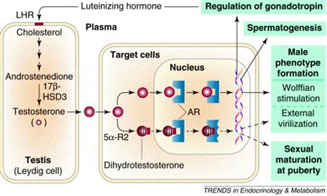 Fig30 Respective Roles Of T And Dht Endotext