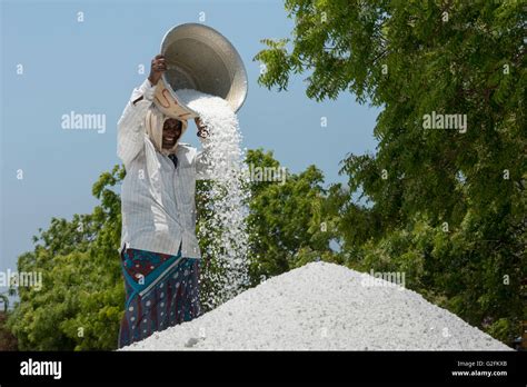 Female Worker With Salt Basket At Salt Marsh Thazhankadu Stock Photo