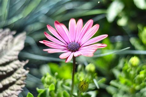 Osteospermum Conocido Como Daisybush O Margarita Africana Foto Premium