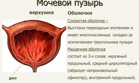 Геморроидальные шишки: лечение, профилактика и причины возникновения