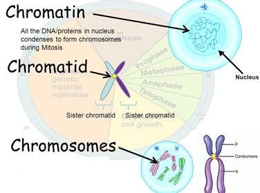 How are chromatin, chromatid and chromosomes related to each other?