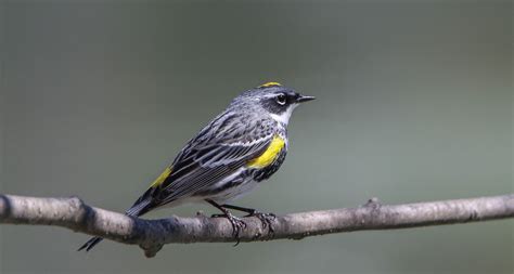 Paruline A Croupion Jaune Yellow Rumped Warbler Source G Flickr