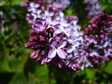 Fotos gratis árbol naturaleza hoja púrpura pétalo verano verde