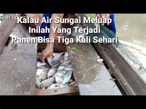 Inilah Yang Terjadi Ketika Air Sungai Melimpah Panen Ikan Bisa Tiga