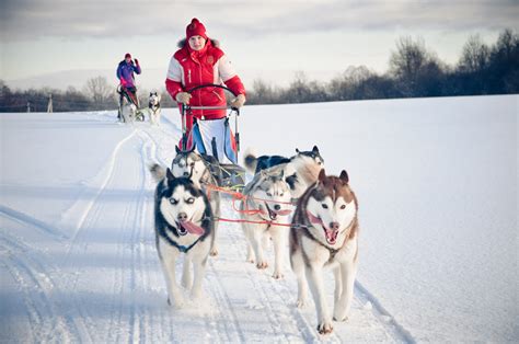 Igloos et chiens de traîneaux des aventures pour toute la famille